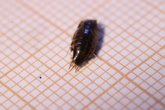Chaetophiloscia elongata