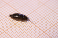 Chaetophiloscia elongata