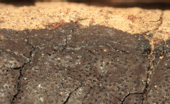 Graphostroma platystomum