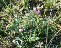 Astragalus missouriensis