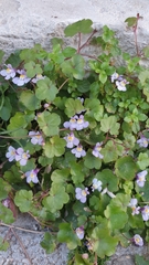 Cymbalaria muralis