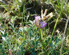 Astragalus missouriensis