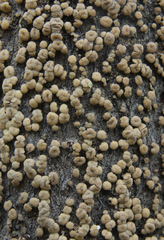 Pezicula frangulae