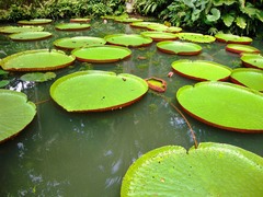 Victoria amazonica