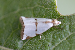Argyria lacteella