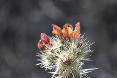 Cylindropuntia sanfelipensis