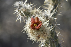 Cylindropuntia sanfelipensis