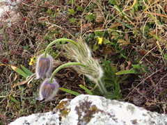 Pulsatilla grandis