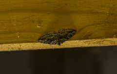 Aponotoreas