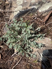 Capnoides sempervirens