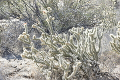 Cylindropuntia sanfelipensis
