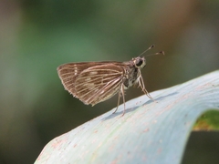Vehilius stictomenes