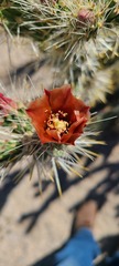 Cylindropuntia sanfelipensis