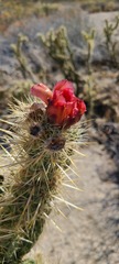 Cylindropuntia sanfelipensis