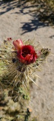 Cylindropuntia sanfelipensis