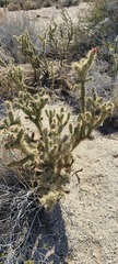 Cylindropuntia sanfelipensis