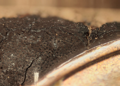 Graphostroma platystomum