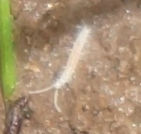 Symphyla