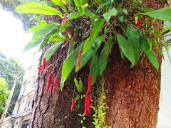 Anthurium gracile
