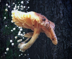 Fungi
