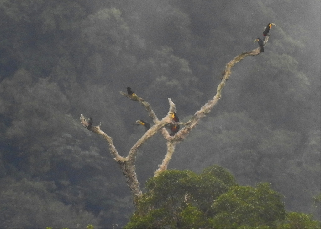 Toucan Casino UK Review: A Vibrant Gateway to Online Gaming