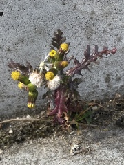 Senecio vulgaris