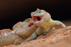 Psammophilus dorsalis