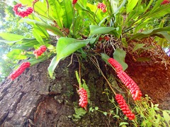 Anthurium gracile