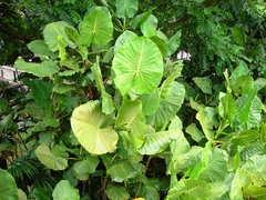 Montrichardia linifera