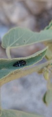 Acmaeodera vernalis