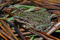 Pseudacris clarkii