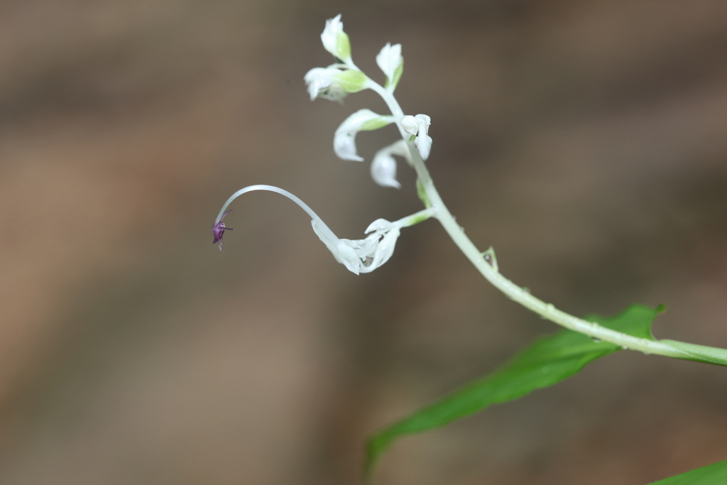 Globba geoffrayi