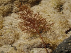 Gongolaria