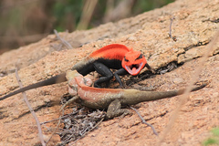 Psammophilus dorsalis