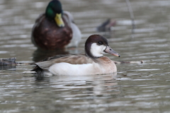 Anas platyrhynchos × Netta rufina