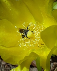 Lithurgopsis gibbosa