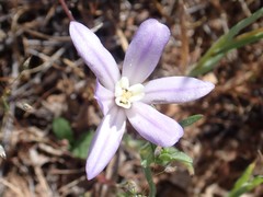 Brodiaea nana