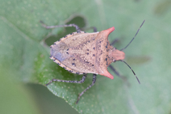 Euschistus cornutus
