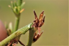 Plagiobothrys stipitatus micranthus