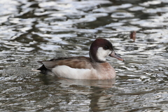 Anas platyrhynchos × Netta rufina