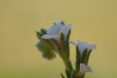 Plagiobothrys stipitatus micranthus