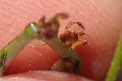 Plagiobothrys stipitatus micranthus