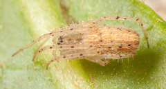 Larinia directa