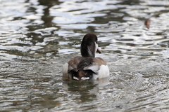 Anas platyrhynchos × Netta rufina