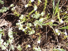 Plagiobothrys stipitatus micranthus