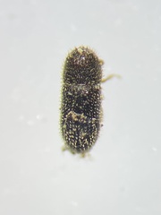 Hypothenemus eruditus