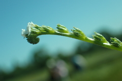 Plagiobothrys stipitatus micranthus