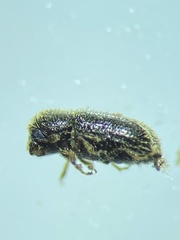 Hypothenemus eruditus