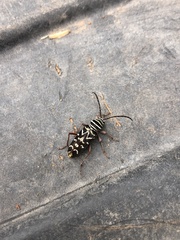 Placosternus difficilis