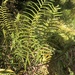Swamp Shield-Fern - Photo (c) sgrundfzaq, some rights reserved (CC BY-NC)